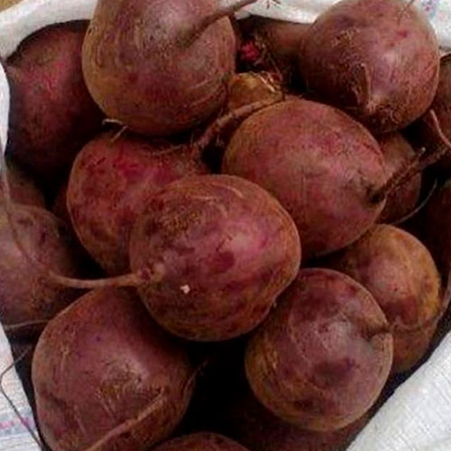 Купить свеклу оптом Самтер