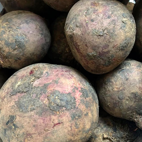 Купить свеклу оптом Янгстаун