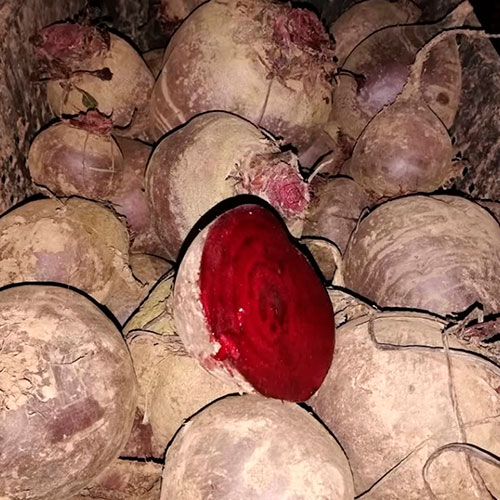 Купить свеклу оптом Туркменабад