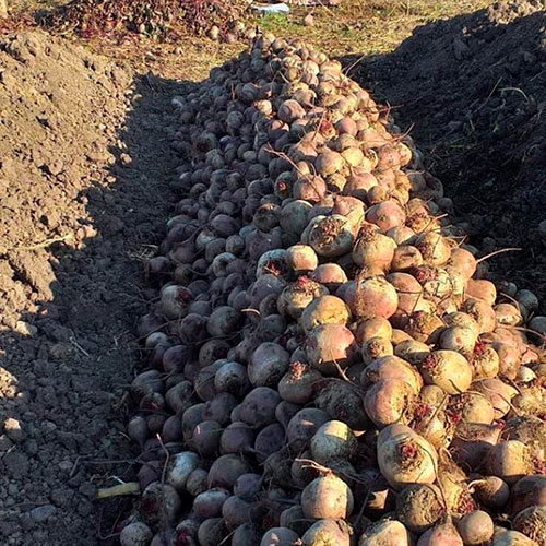 Купить свеклу оптом Эванстон