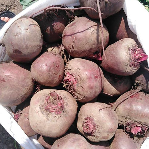 Купить свеклу оптом Янктон