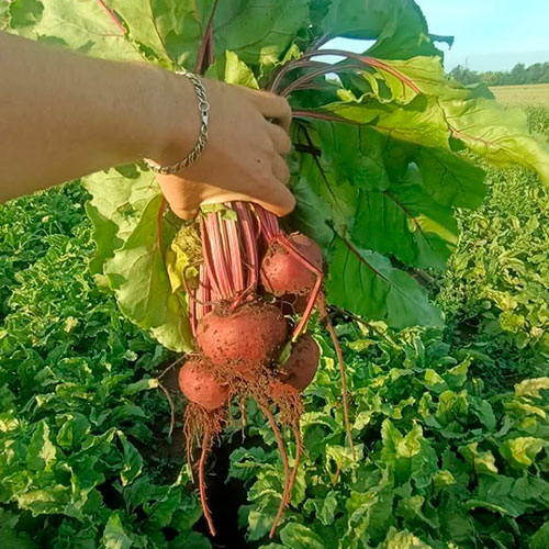 Купить свеклу оптом Элликотт-Сити
