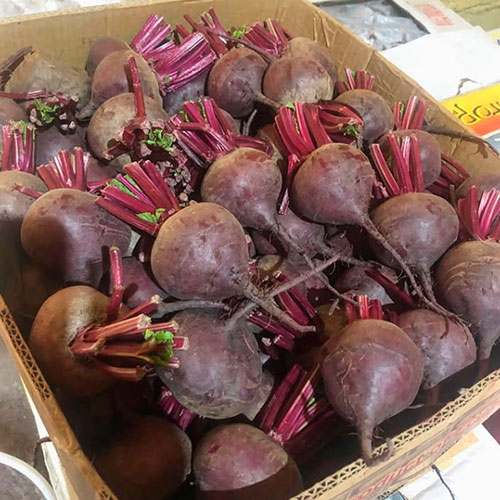 Купить свеклу оптом Ганновер