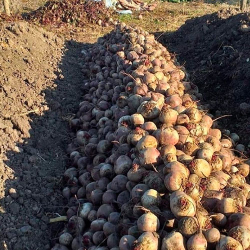 Купить свеклу оптом Колдуэлл