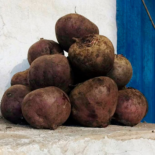 Купить свеклу оптом Алтуна