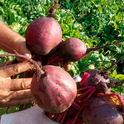 Купить свеклу оптом Асеновград
