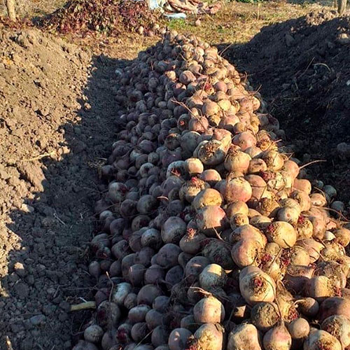 Купить свеклу оптом Кривой-Рог