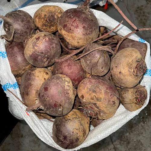 Купить свеклу оптом Ютика