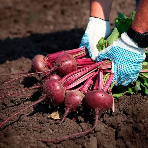 Купить свеклу оптом Любек