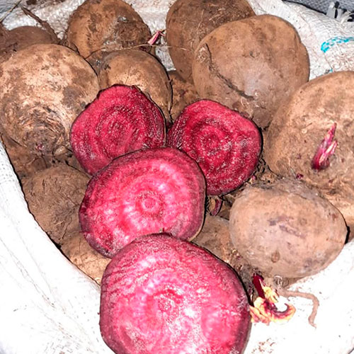 Купить свеклу оптом Сан-Диего