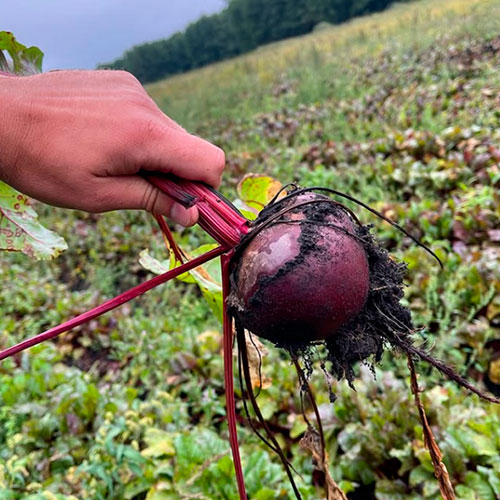 Купить свеклу оптом Стерлинг-Хайтс