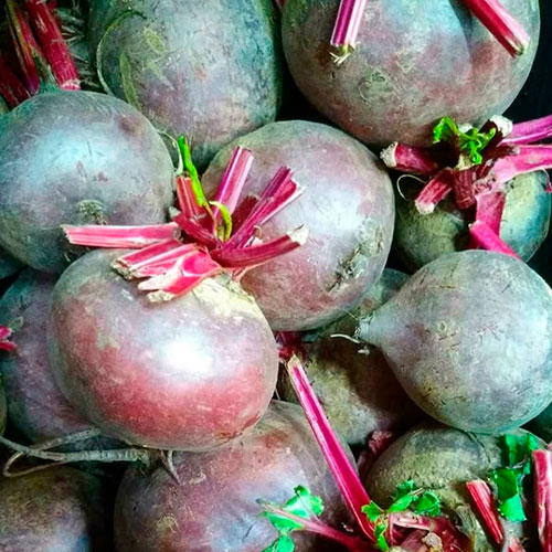 Купить свеклу оптом Гранд-Форкс