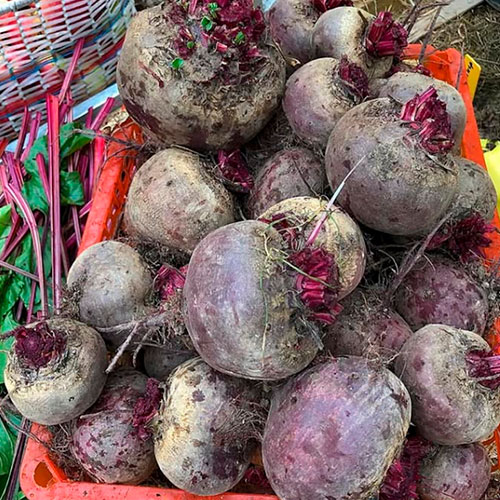 Купить свеклу оптом Андовер