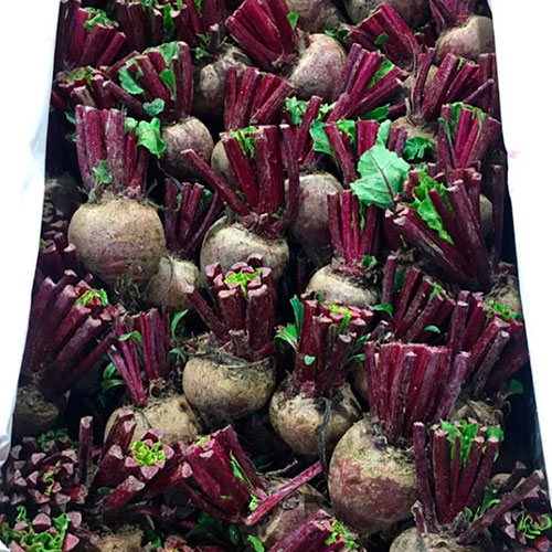 Купить свеклу оптом Южный-Кингстаун