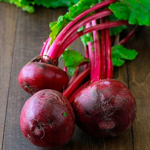 Купить свеклу оптом Фредерик