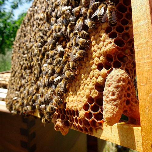 Натуральный мёд Оклахома-Сити